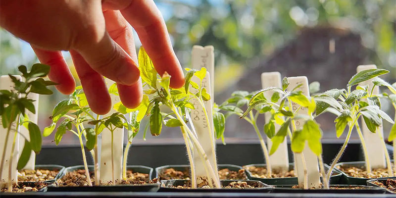 Steps to Make Perfect Seedlings for Your Plants